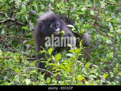 Dusky Leaf Monkey (Trachypithecus obscurus) also known as Spectacled Langur, or Spectacled Leaf Monkey, feeding on the foliage of a rainforest tree in Stock Photo