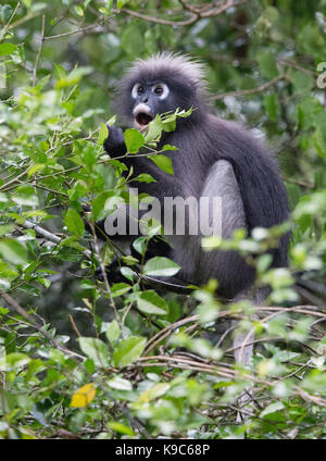 Dusky Leaf Monkey (Trachypithecus obscurus) also known as Spectacled Langur, or Spectacled Leaf Monkey, feeding on the foliage of a rainforest tree in Stock Photo