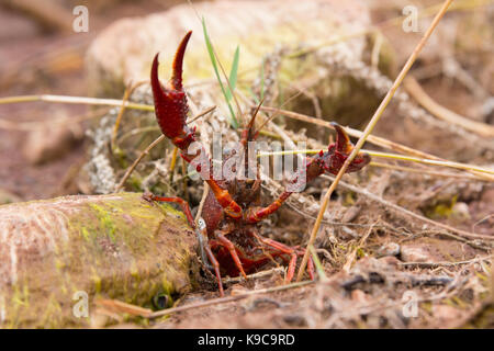 crayfish wild red Stock Photo