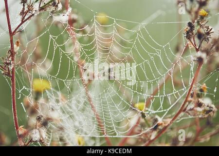 Autumn season in nature. Spider web on flower covered with morning dew - selective focus Stock Photo