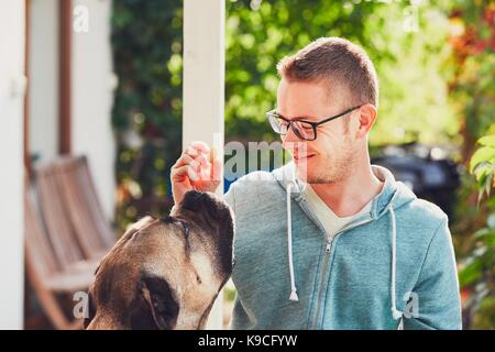Huge dog begging for a biscuit. Young man playing with cane corso dog in the garden.
