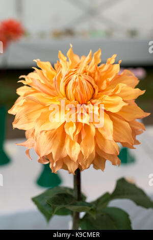 A large or giant hamari gold dahlia on display at a Horticultural Show. Stock Photo