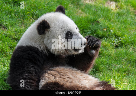 Young giant panda (Ailuropoda melanoleuca) cub close up portrait in zoo Stock Photo