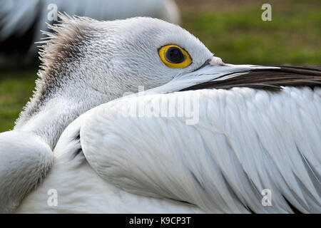 Australian pelican (Pelecanus conspicillatus) resting with bill tucked between wing feathers Stock Photo