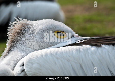 Australian pelican (Pelecanus conspicillatus) sleeping with bill tucked between wing feathers Stock Photo