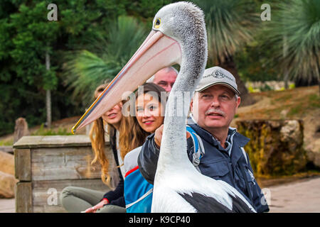 Australian pelican (Pelecanus conspicillatus) among visitors at zoo Stock Photo