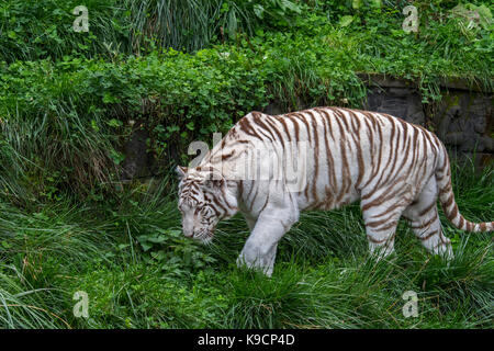 White tiger / bleached tiger (Panthera tigris) pigmentation variant of the Bengal tiger, native to India Stock Photo