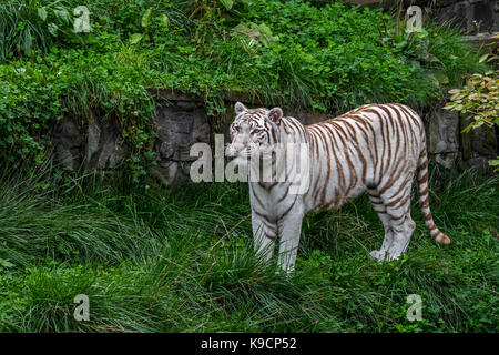 White tiger / bleached tiger (Panthera tigris) walking among Indian temple ruins Stock Photo