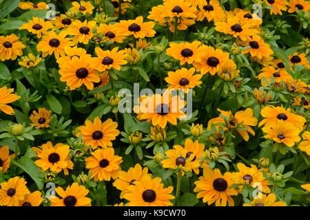 Rudbeckia hirta Toto coneflower Gloriasa Daisy black-eyed Susan daisy like orange yellow  flowers Stock Photo