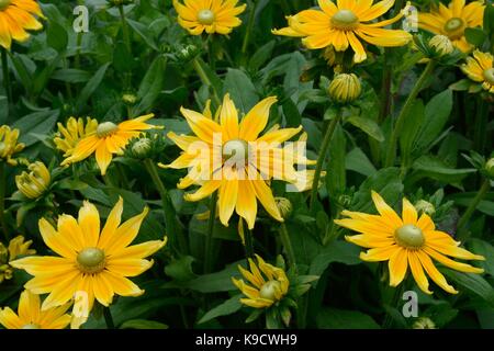 Rudbeckia hirta praire sun flowers coneflower black-eyed susan Stock Photo