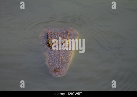 Close up of Siamese Crocodile (Crocodylus siamensis) in Thailand Stock Photo