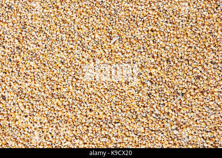 corn Seeds background Stock Photo