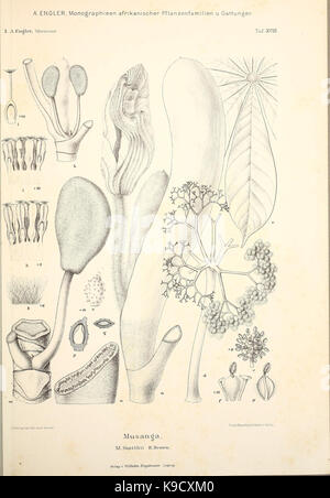 Monographieen afrikanischer Pflanzen Familien und  Gattungen (9784812556) Stock Photo