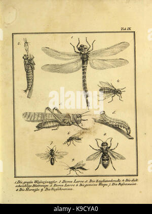 Naturhistorische Beschreibung der Insekten (Plate IX) (9305464543) Stock Photo