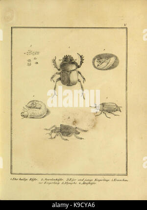 Naturhistorische Beschreibung der Insekten (Plate V) (9305459721) Stock Photo