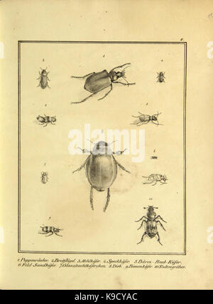 Naturhistorische Beschreibung der Insekten (Plate II) (9308238764) Stock Photo