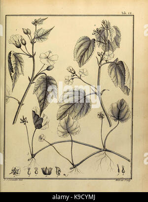 A botanical work from the Mertz Library describing the Monadelphia ...