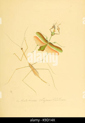 Natural history of the insects of China (Pl. 9) (7060612829) Stock Photo