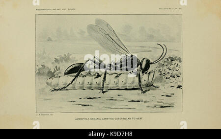 On the instincts and habits of the solitary wasps (PL. III) BHL9359696 Stock Photo