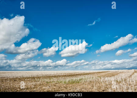 Kent, UK. A field of maize stubble after harvest under a late summer sky Stock Photo