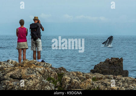 Whale watching at Hermanus, Western Cape, South Africa Stock Photo