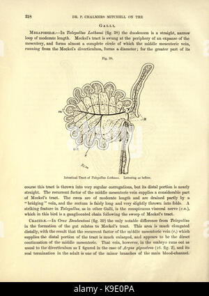 On the intestinal tract of birds (Page 218) BHL23877738 Stock Photo