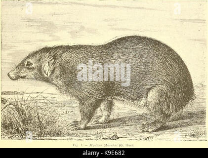 Mydaus marchei Palawan stink badger Huet 1887 Stock Photo