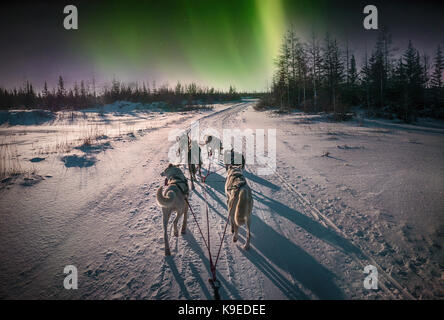 A team of six huskies pulling a dog sled on a snowy trail through the boreal forest with the aurora borealis or northern lights in the sky. Stock Photo