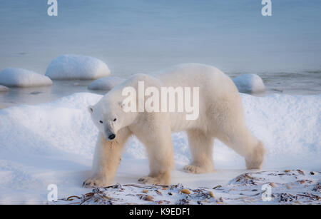 A lone polar bear walking in the snow beside Hudson Bay in northern Canada waiting for the water to freeze. Stock Photo