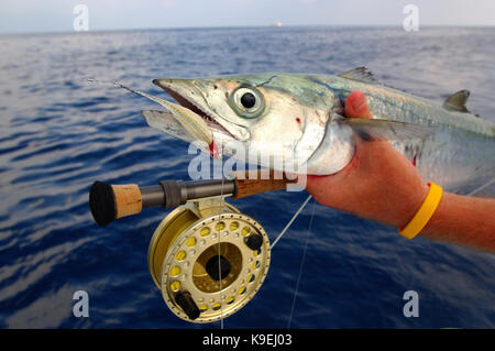 A kingfish or king mackerel caught while fly fishing int he Gulf of Mexico Near Port Aransas, Texas Stock Photo