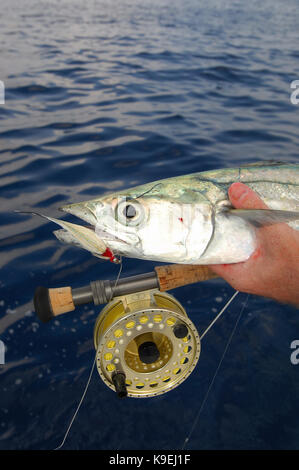 A kingfish or king mackerel caught while fly fishing int he Gulf of Mexico Near Port Aransas, Texas Stock Photo