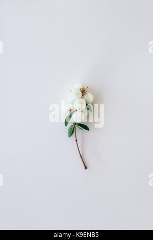 White Berries mistletoe on plain background. nature Stock Photo