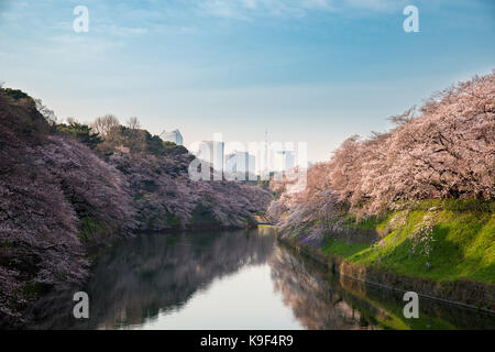 View of massive cherry blossoming in Tokyo, Japan as background. Photoed at Chidorigafuchi, Tokyo, Japan. Stock Photo