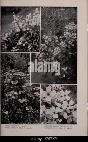 Moon's hardy trees and plants for every place and purpose (16765476322) Stock Photo