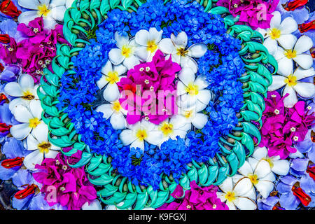 Colorful, abstract pattern of tropical flower blossoms arranged in circles on display in a garden. Stock Photo