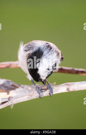 Vadnais Heights, Minnesota.  Black-capped Chickadee, Poecile atricapillus opening a sunflower seed while perched on a branch. Stock Photo