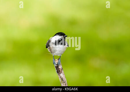 Vadnais Heights, Minnesota.  Black-capped Chickadee, Poecile atricapillus. Young juvenile Chickadee perched on a branch in the summer. Stock Photo