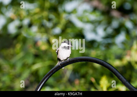 Vadnais Heights, Minnesota.  Black-capped Chickadee, Poecile atricapillus. Young juvenile Chickadee perched on a sheperds hook in the summer. Stock Photo