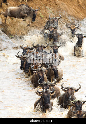 Wildebeests or Gnu crossing the Mara river during the Great Migration Stock Photo