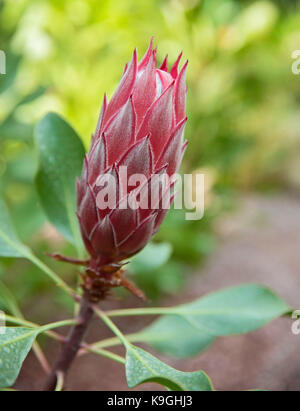 Australian Native Flower in Bloom Stock Photo