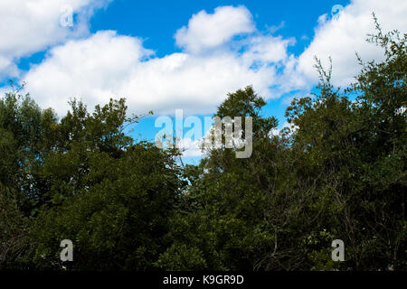 Clouds and trees Stock Photo