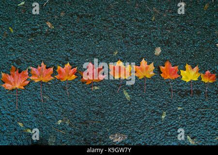 Gold and red fallen leaves in the Autumn. Stock Photo