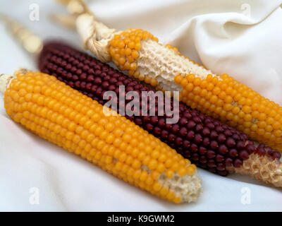 yellow and red corn on white cloth background Stock Photo