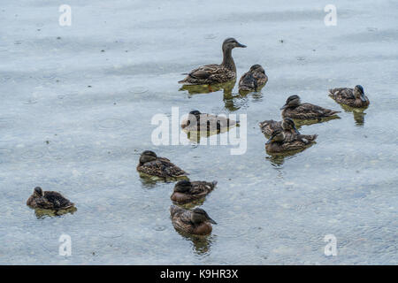 Duck with ducklings on the lake in the rain. Stock Photo
