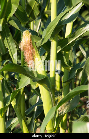 Close up of stalks of corn topped with tassels. An ear of corn with silk and husk are shown. Stock Photo
