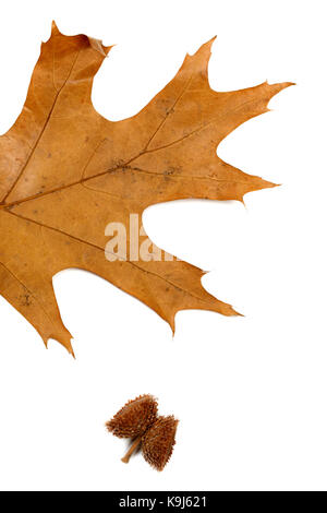 Part of autumn dry leaf of oak and acorn. Isolated on white background. Stock Photo