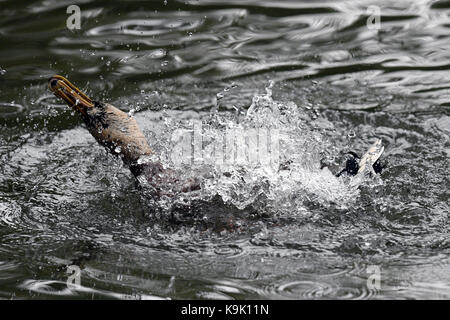 Berlin, Germany. 23rd Sep, 2017. A Mallard duck bathes in a lake in Berlin, Germany, 23 September 2017. Credit: Maurizio Gambarini/dpa/Alamy Live News