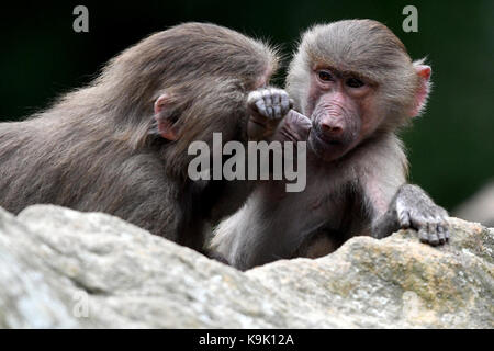 Berlin, Germany. 23rd Sep, 2017. Two hamadryas baboons tussle in their enclosure in the zoo in Berlin, Germany, 23 September 2017. Credit: Maurizio Gambarini/dpa/Alamy Live News