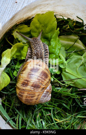 Curious snail on green grass and green salad
