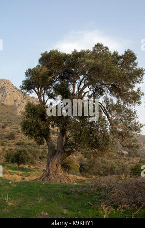 Olive trees like this near a Minoan Tholos in Southern Central in Crete seem to be some thousand years old. Stock Photo